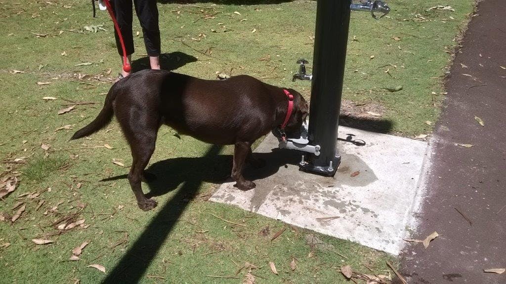 Example of Dog and Human Drinking Fountain