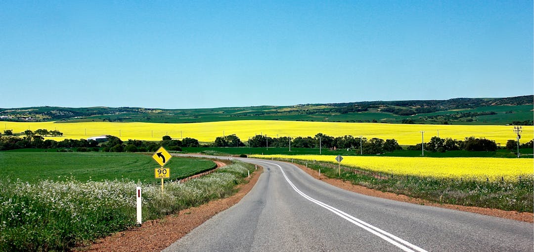 Panoramic photograph of canola flower fields with a road running down the middle near Geraldton, Western Australia
