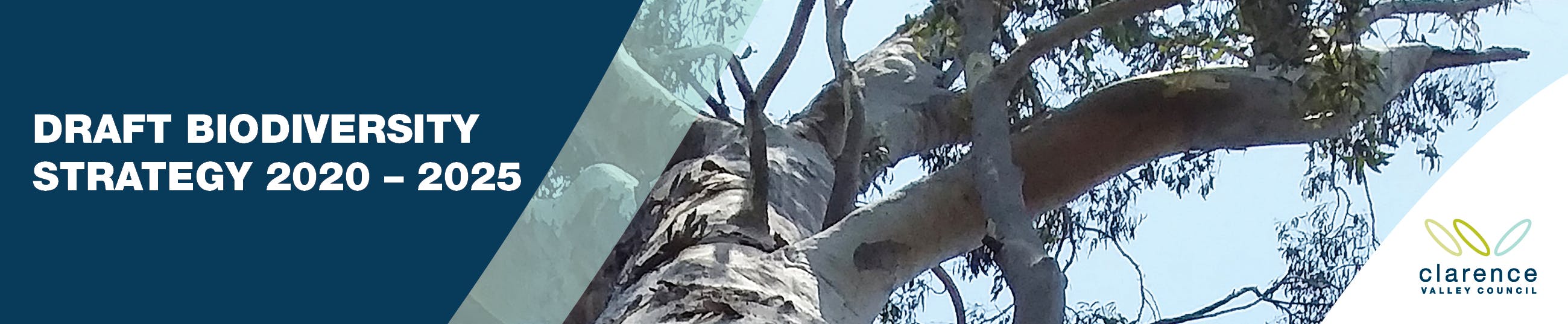 Shannon Creek Boronia - Boronia hapalophylla 