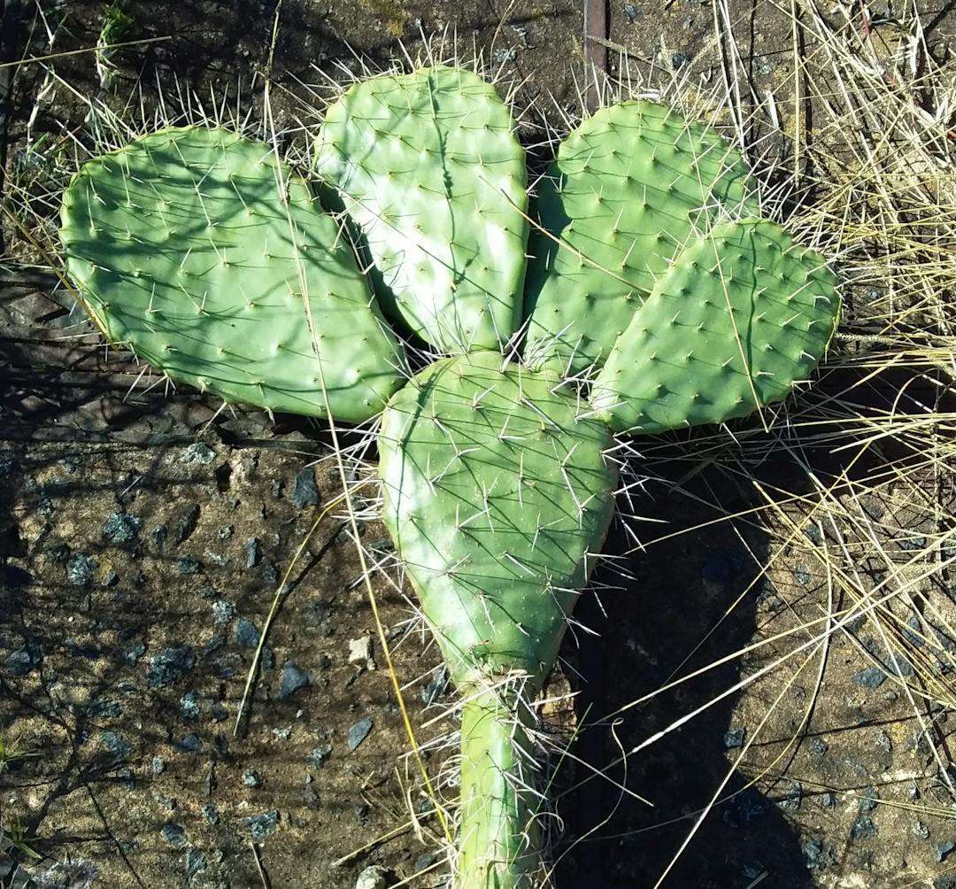 A prickly pear weed lying flat on the ground