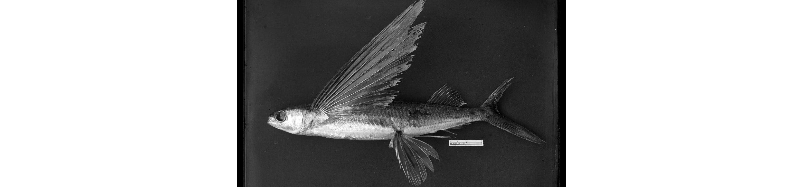 Black and white image of Tailfin flying fish 
