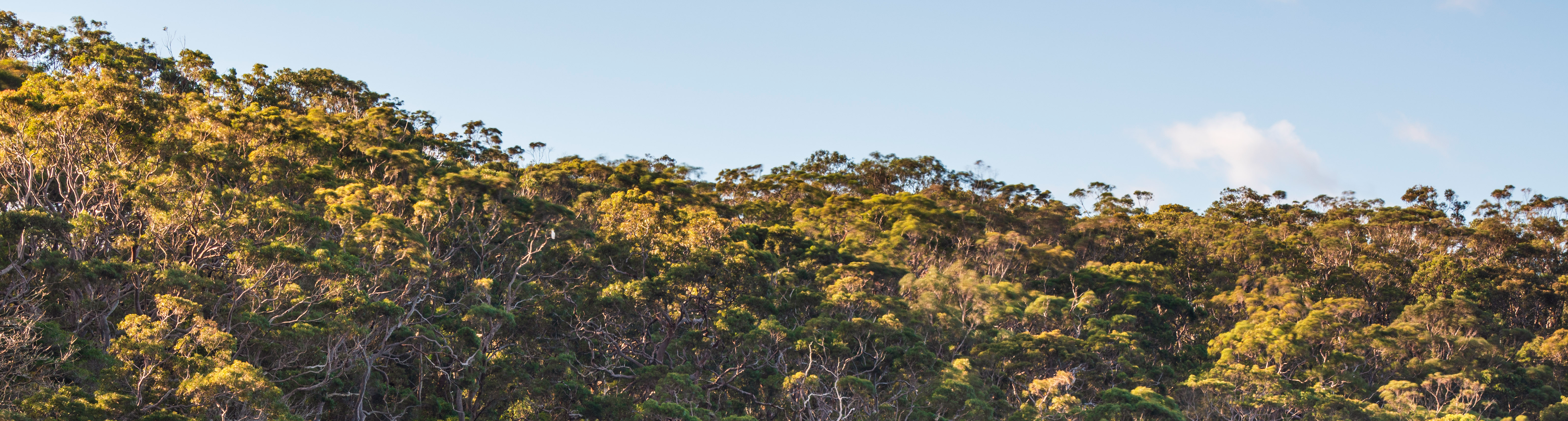Gum tree tops against blue sky