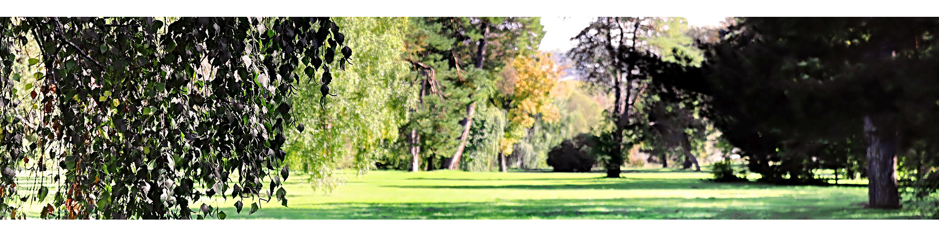 The Council have drafted a Master Plan for Millton Memorial Park and want to know what you think