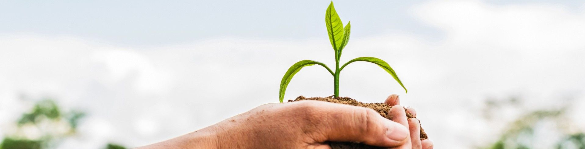 The Council have drafted a concept plan fro The Pines Beach Reserve and would like to know what you think.