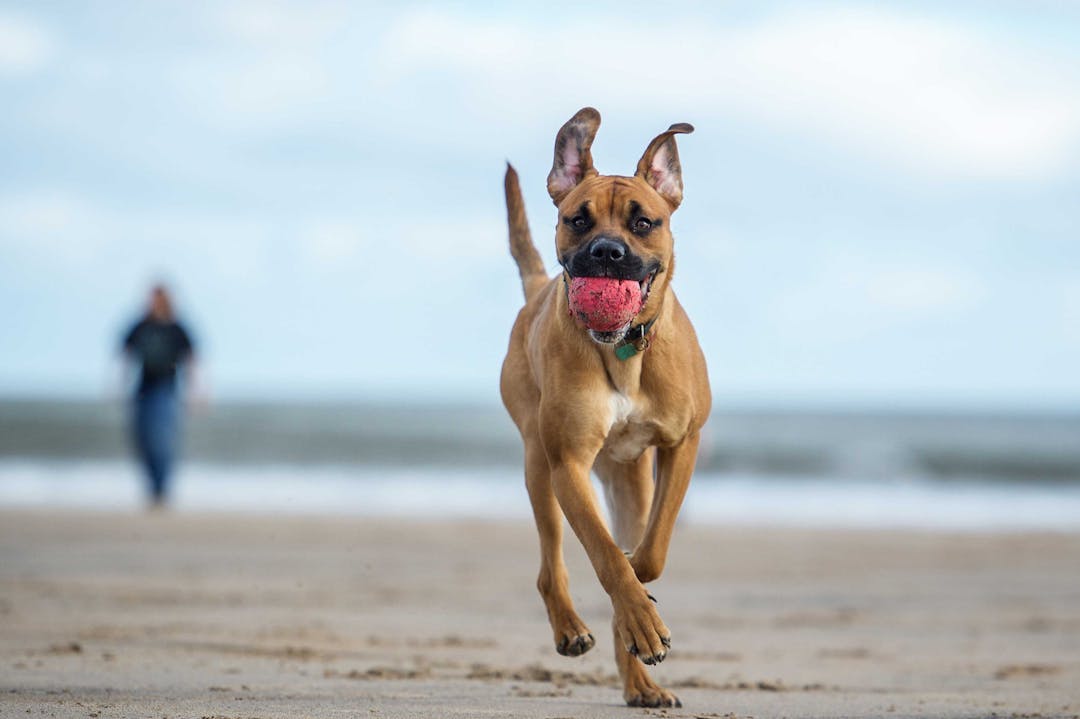 Dog walking on the beach