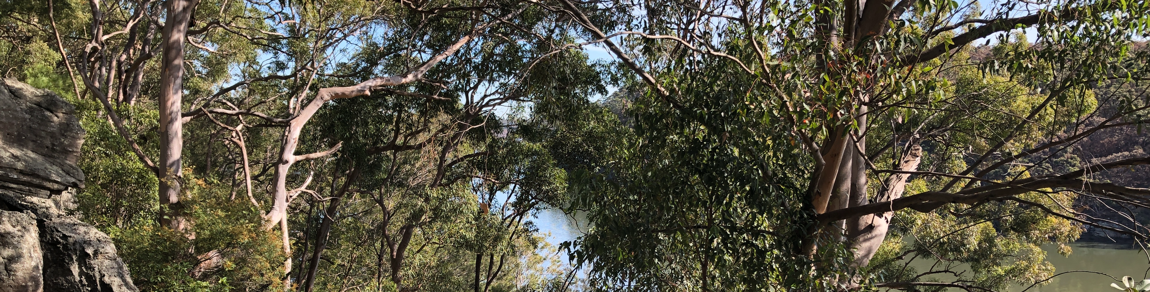 Salt Pan Creek through gumtrees