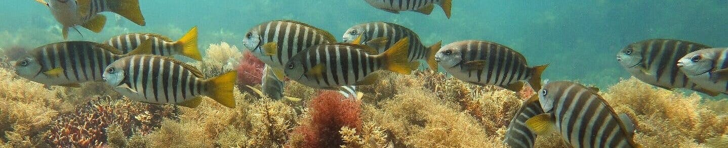 Fish in a reef.
