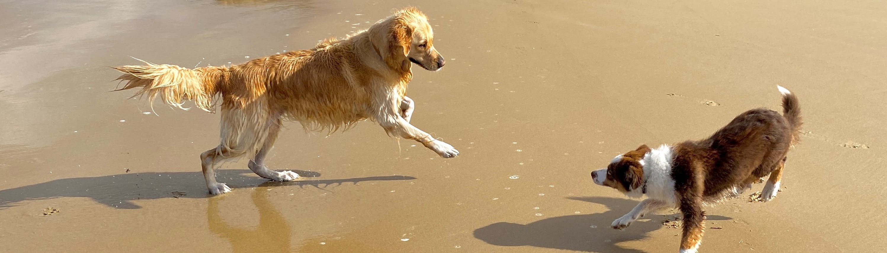 are dogs allowed at cable bay