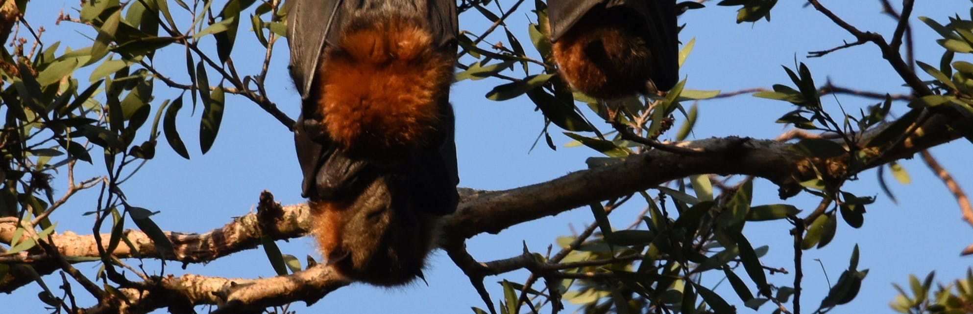 Two Grey-headed Flying-foxes roosting in a tree during the day
