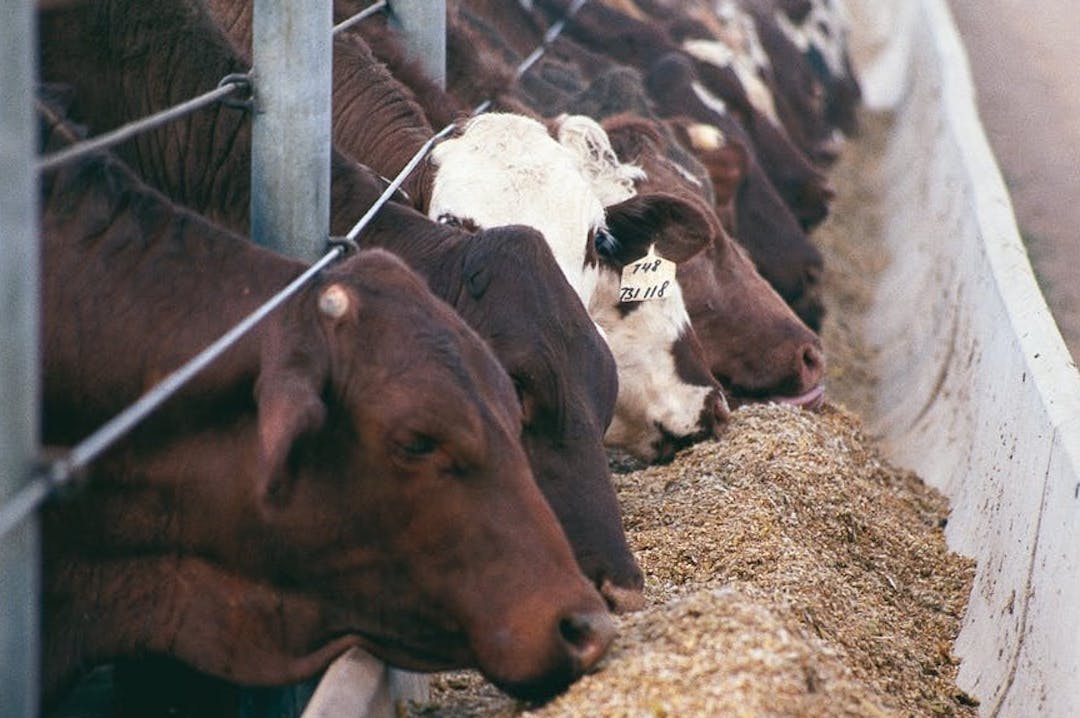 2021 update of the Australian Standards for the Export of Livestock (ASEL)