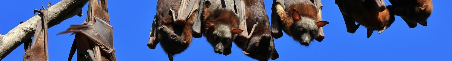 Fruit bats or flying foxes