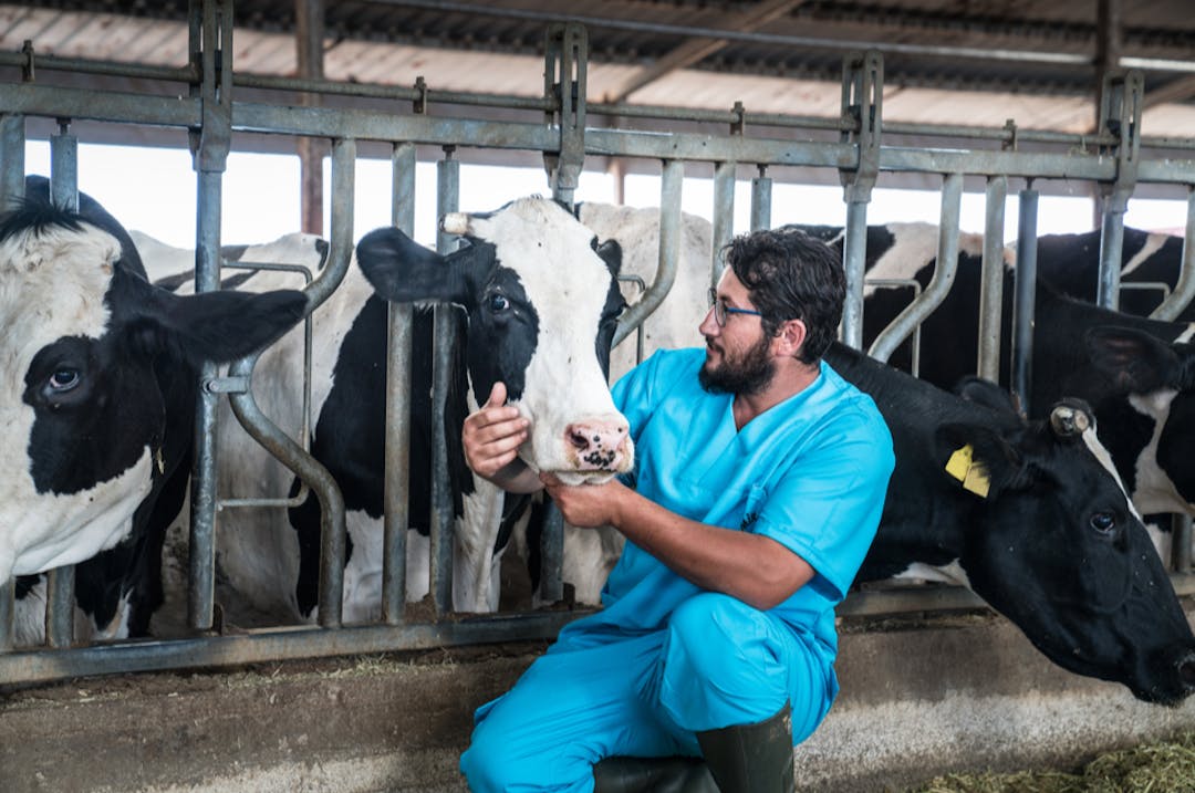 Cattle, cow animal farm veterinary