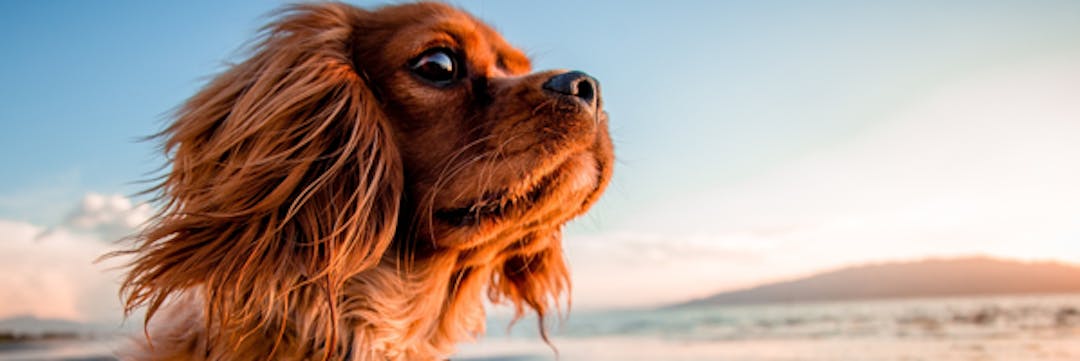 Dog on beach 