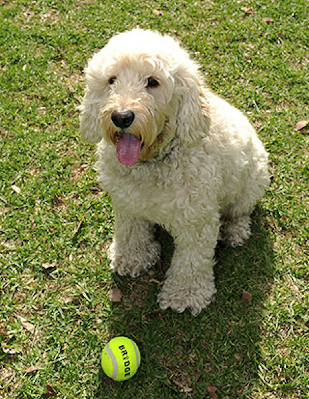 Fluffy white dog with tennis ball in park
