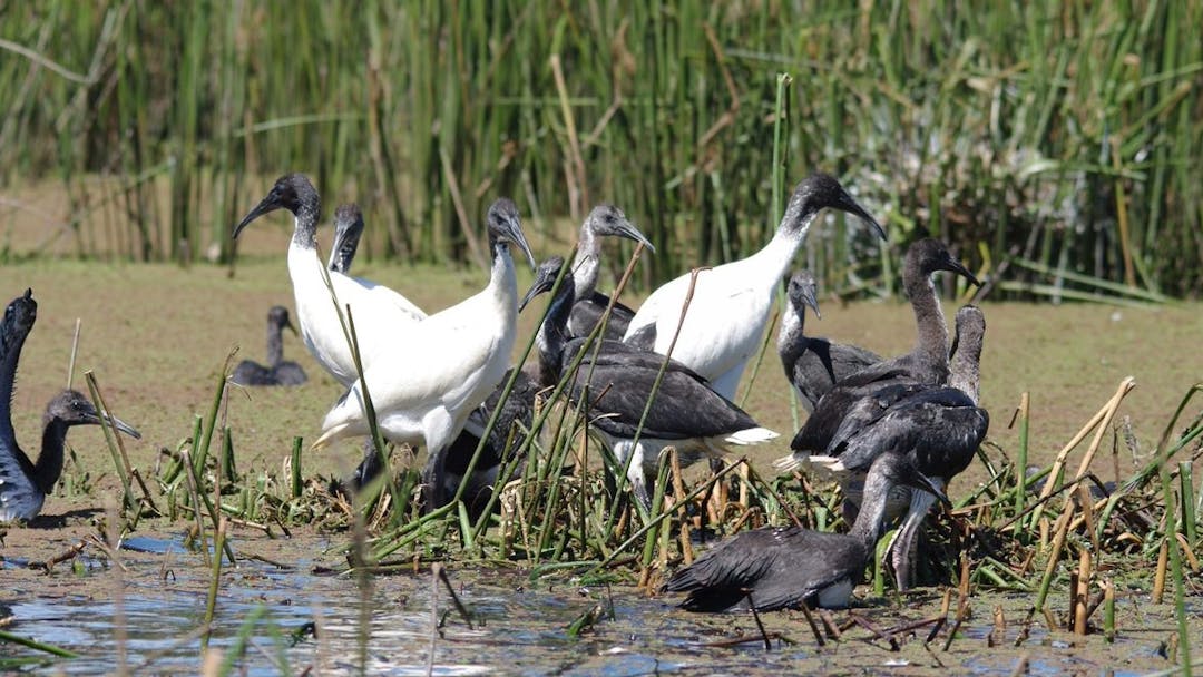 Fledgling ibis with parents