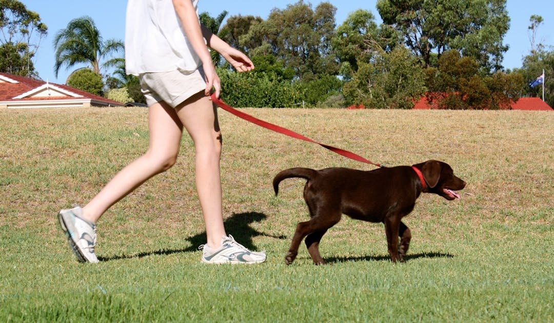 Person walking a young brown dog on lead