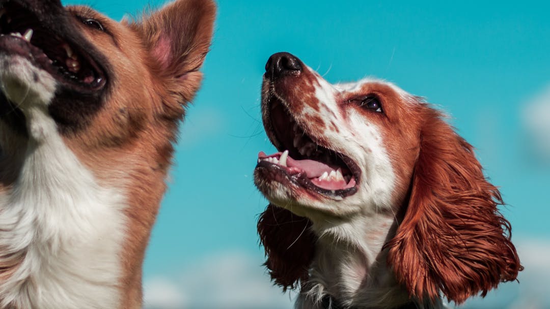 Dog Policy and Animal Bylaw Review Let's Talk Wellington City Council