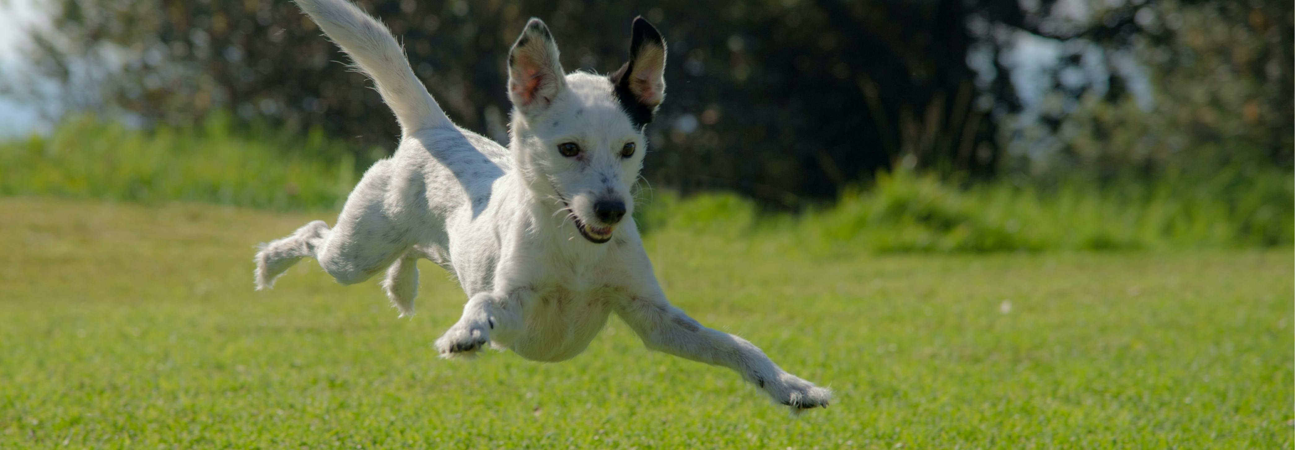 A whit edog jumps in the air with all of its legs outstretched