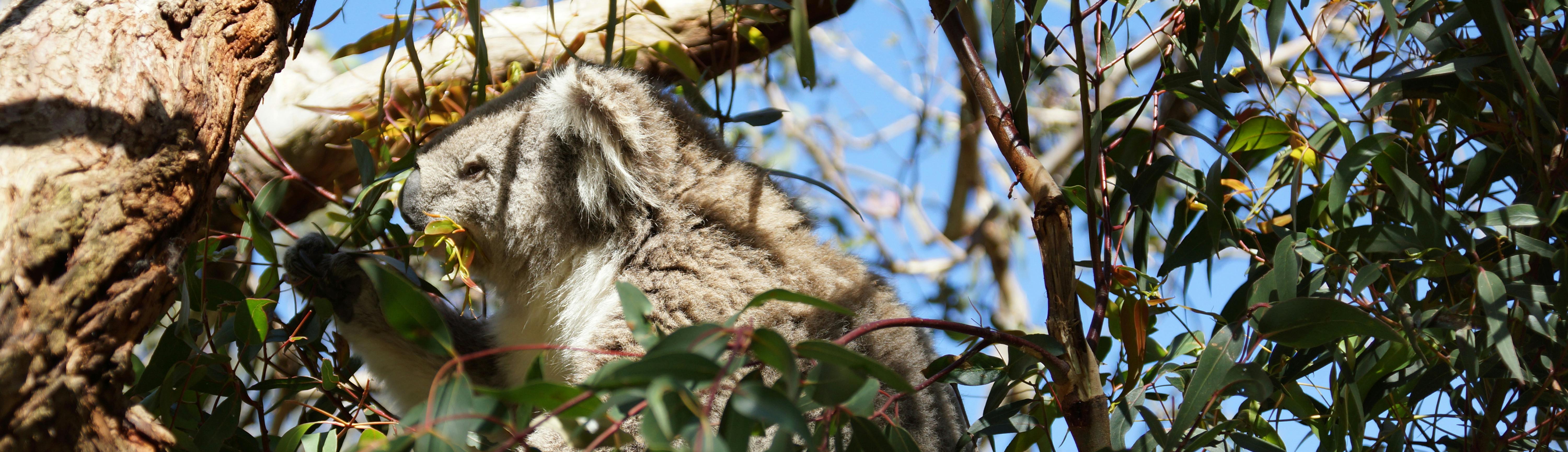 Hungry koala sitting in the middle of eucalyptus branches 