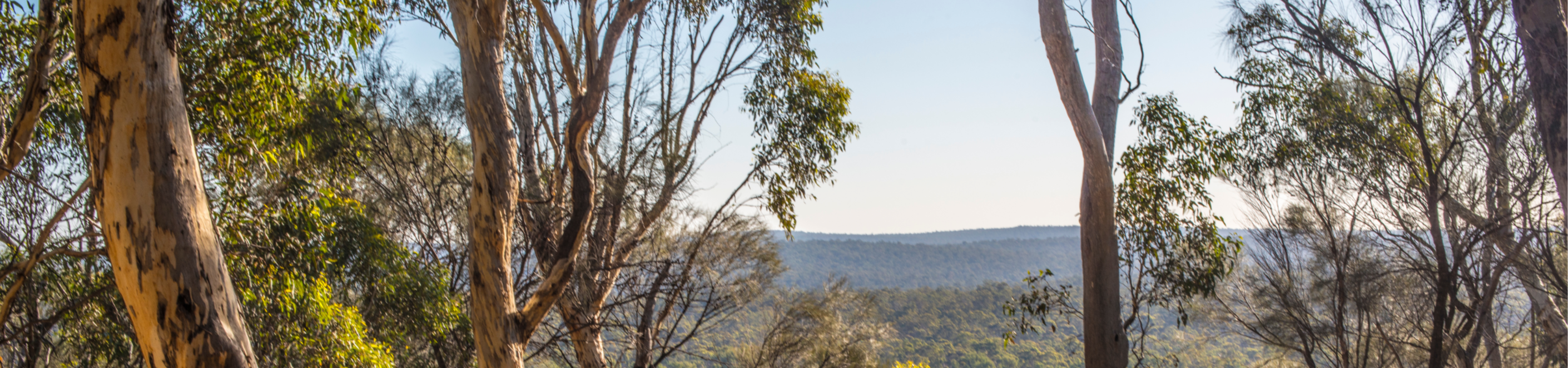 View of trees overlooking valley and hills