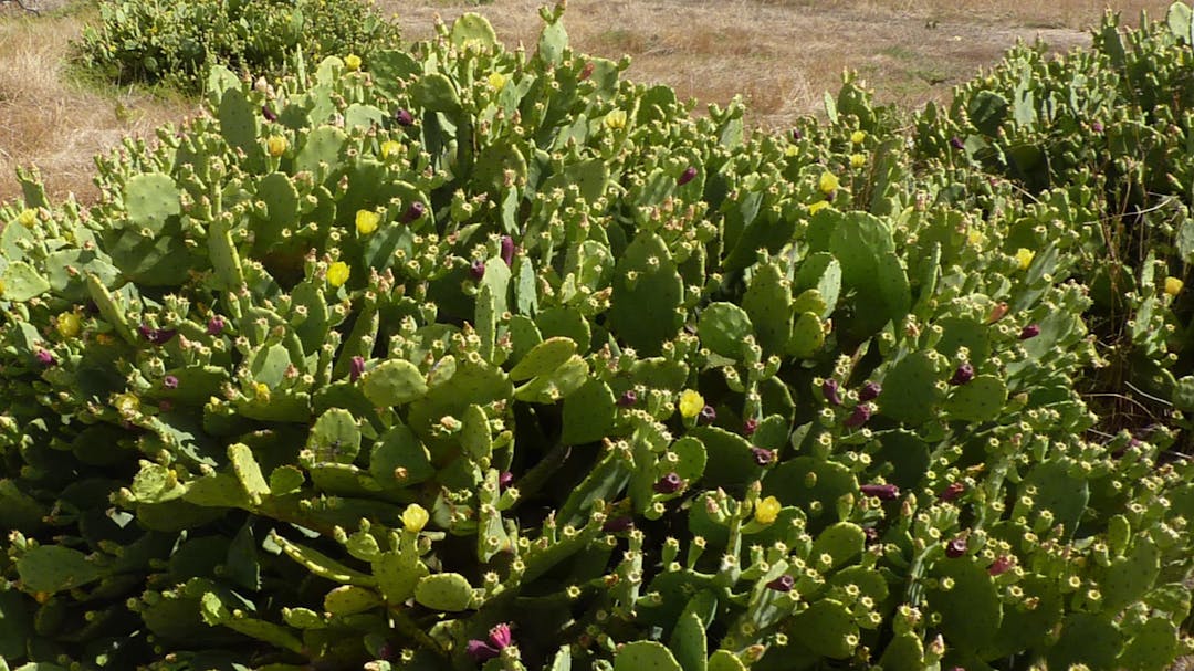 prickly pear plant