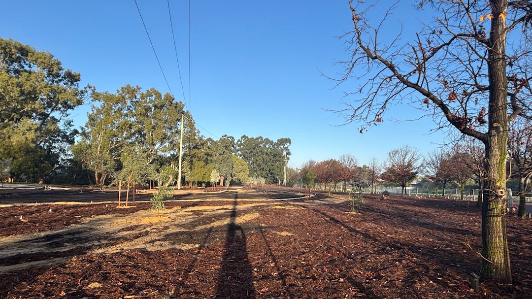 Urban Forest project continuing. Planting of larger trees completed. Revegetation commencing at the end of the month.