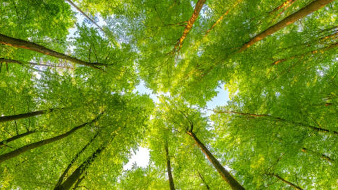 Image of  view of trees looking up