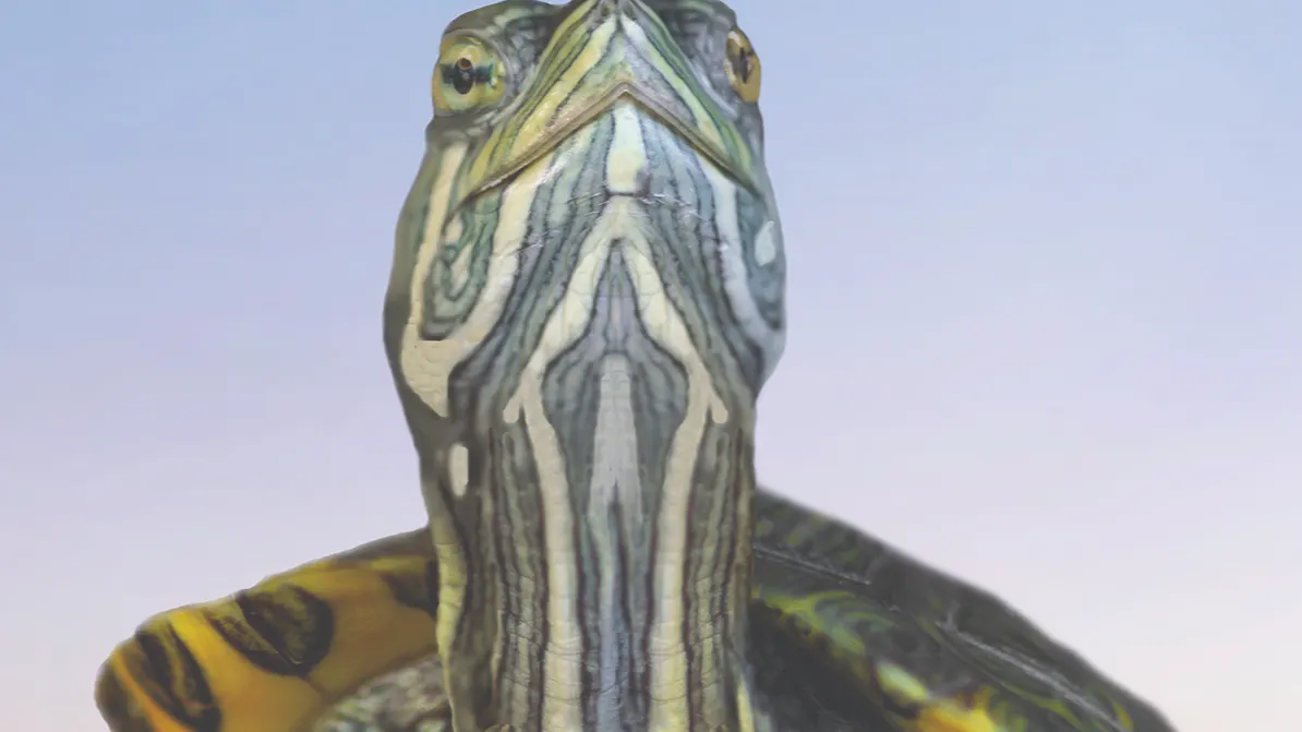 Acridotheres tristis, Indian Myna bird