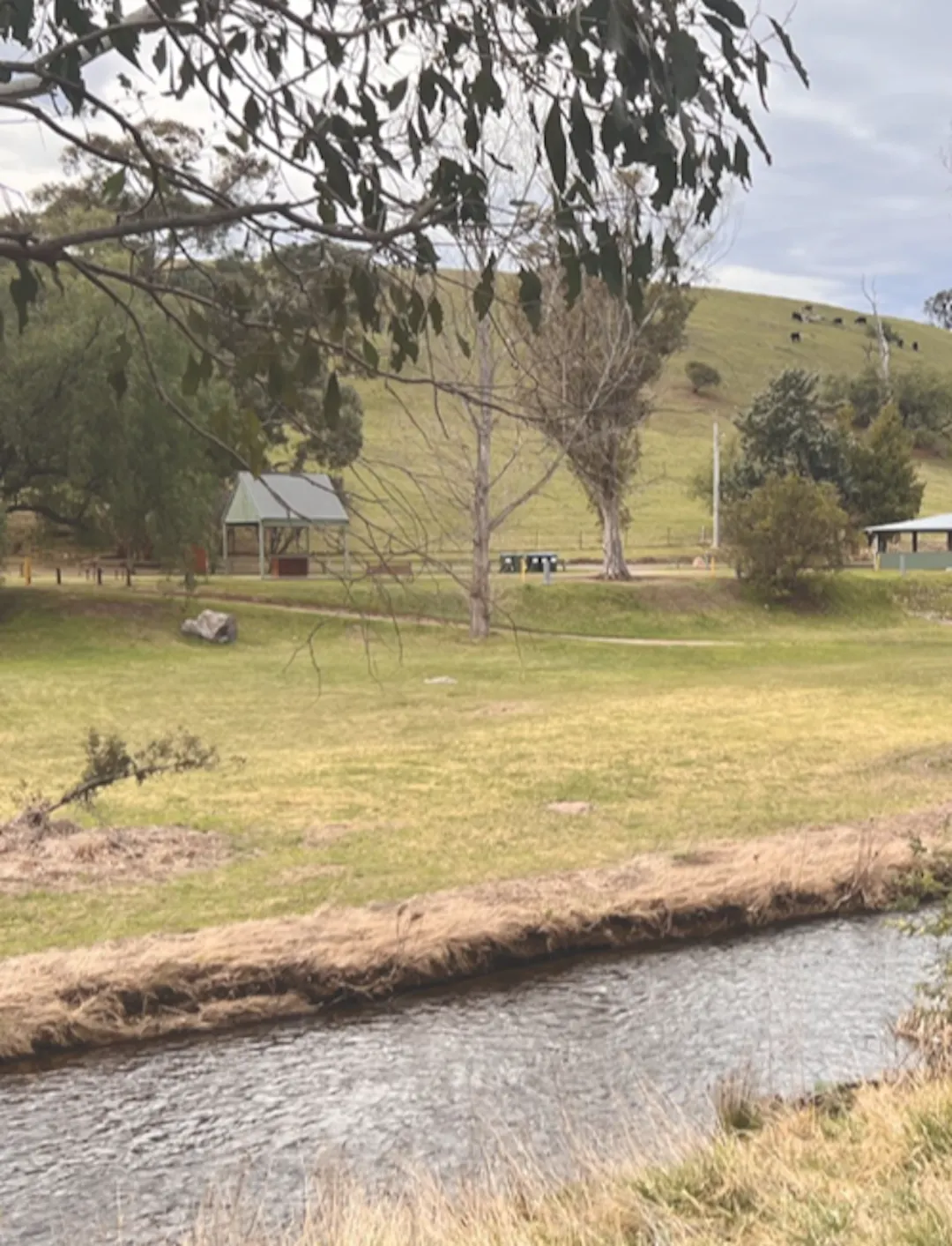 Creek surrounded by trees