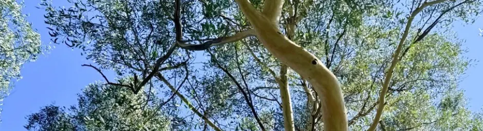 Tree Canopy