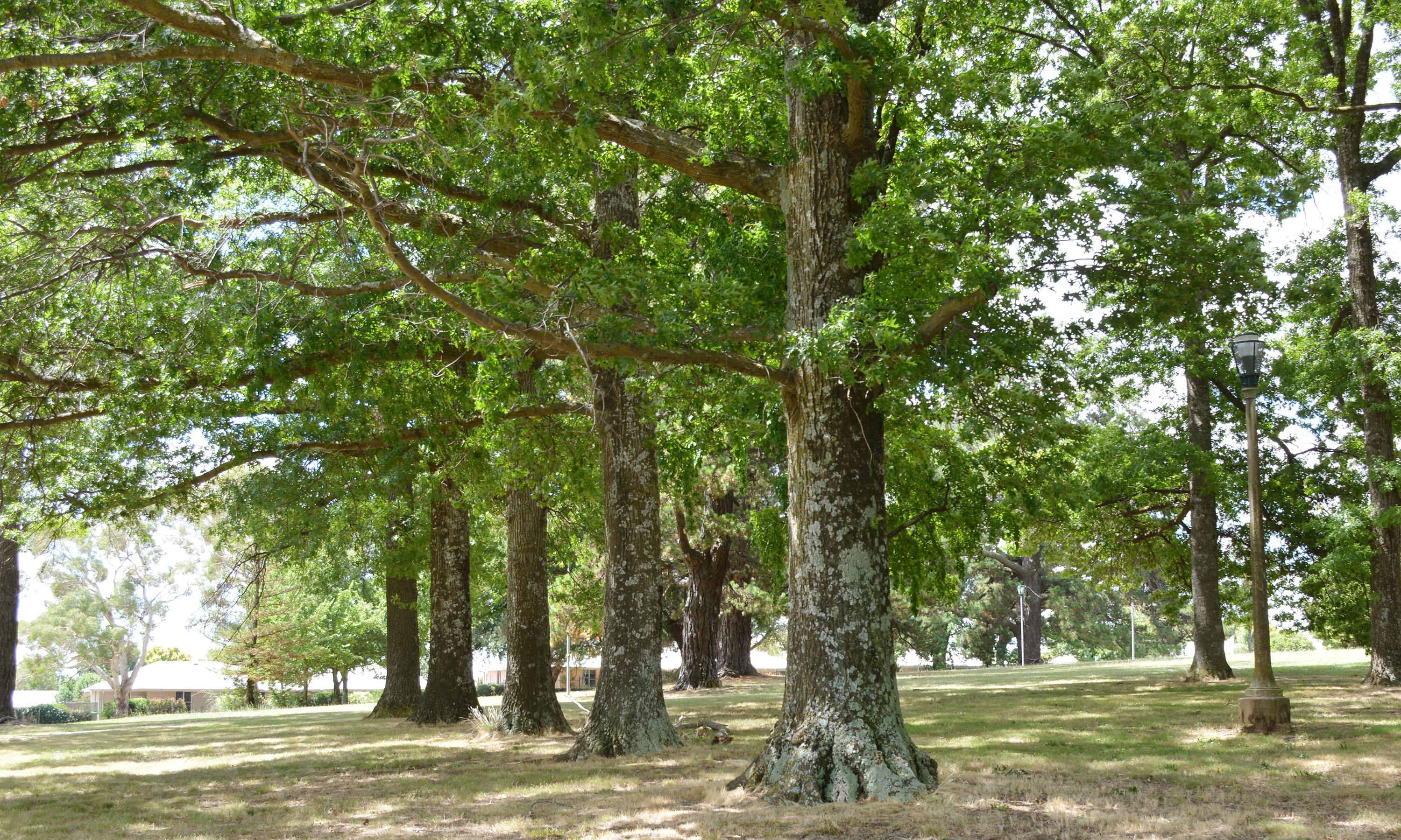 Newman Park trees