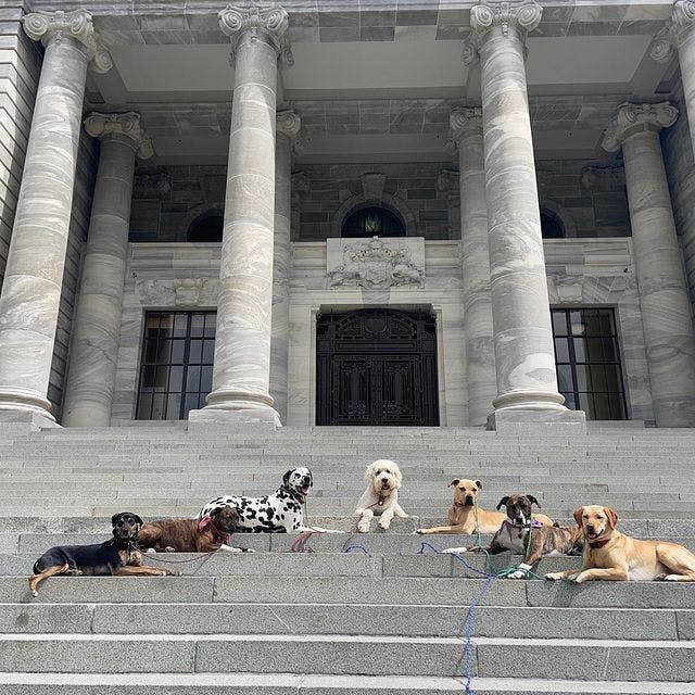 seven dogs from different breeds sat on parliament steps