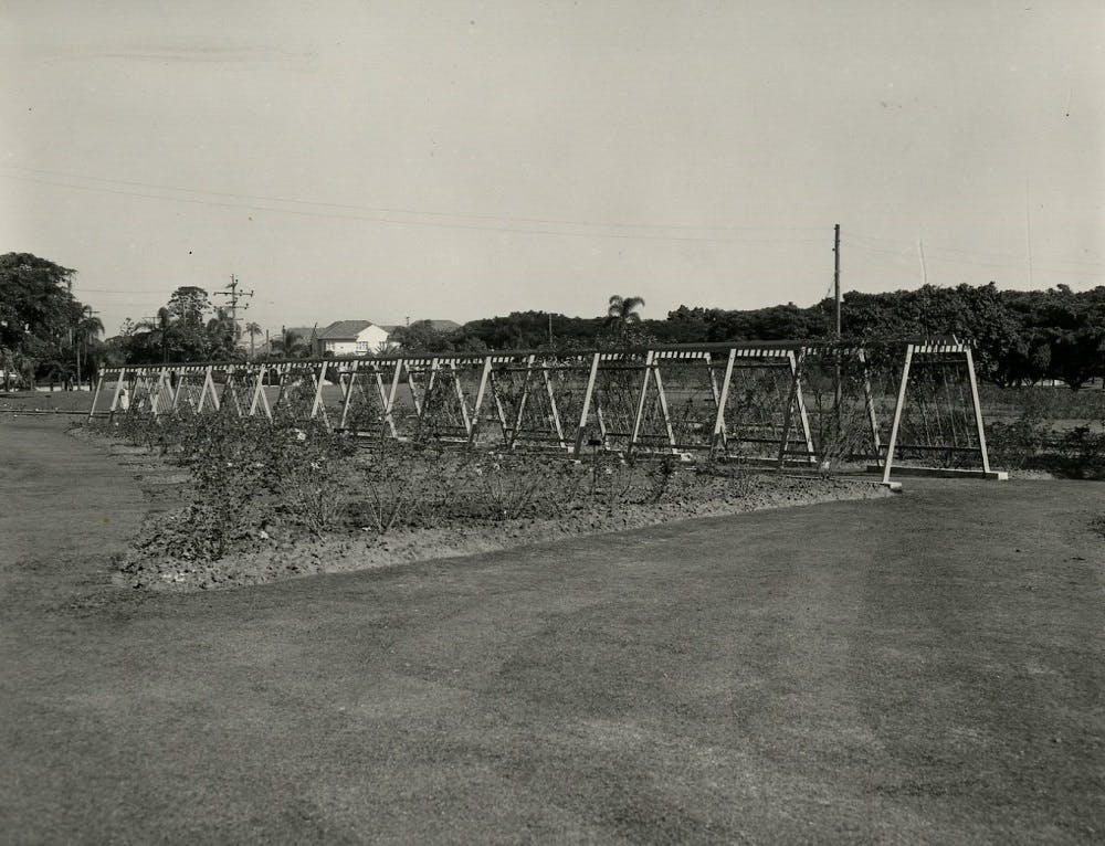 New Farm Park, 1955