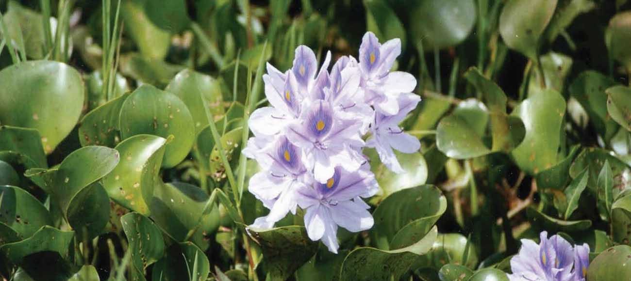 Water Hyacinth (Eichhornia crassipes) is an invasive water weed that is listed under the Queensland Biosecurity Act 2014. Photo: Queensland Department of Agriculture and Fisheries.