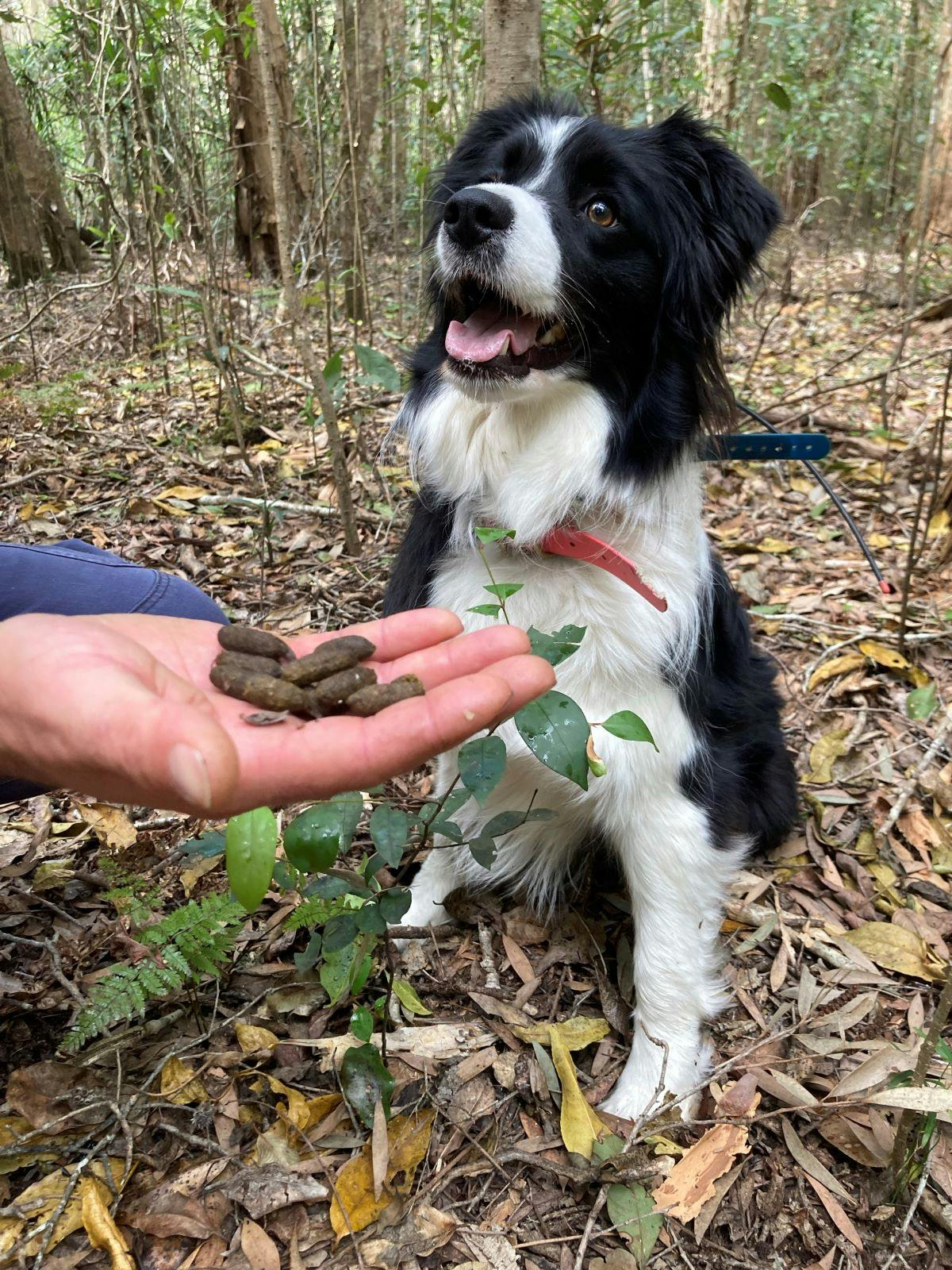 Winne finding scat - Beranghi Road November 2023.jpg