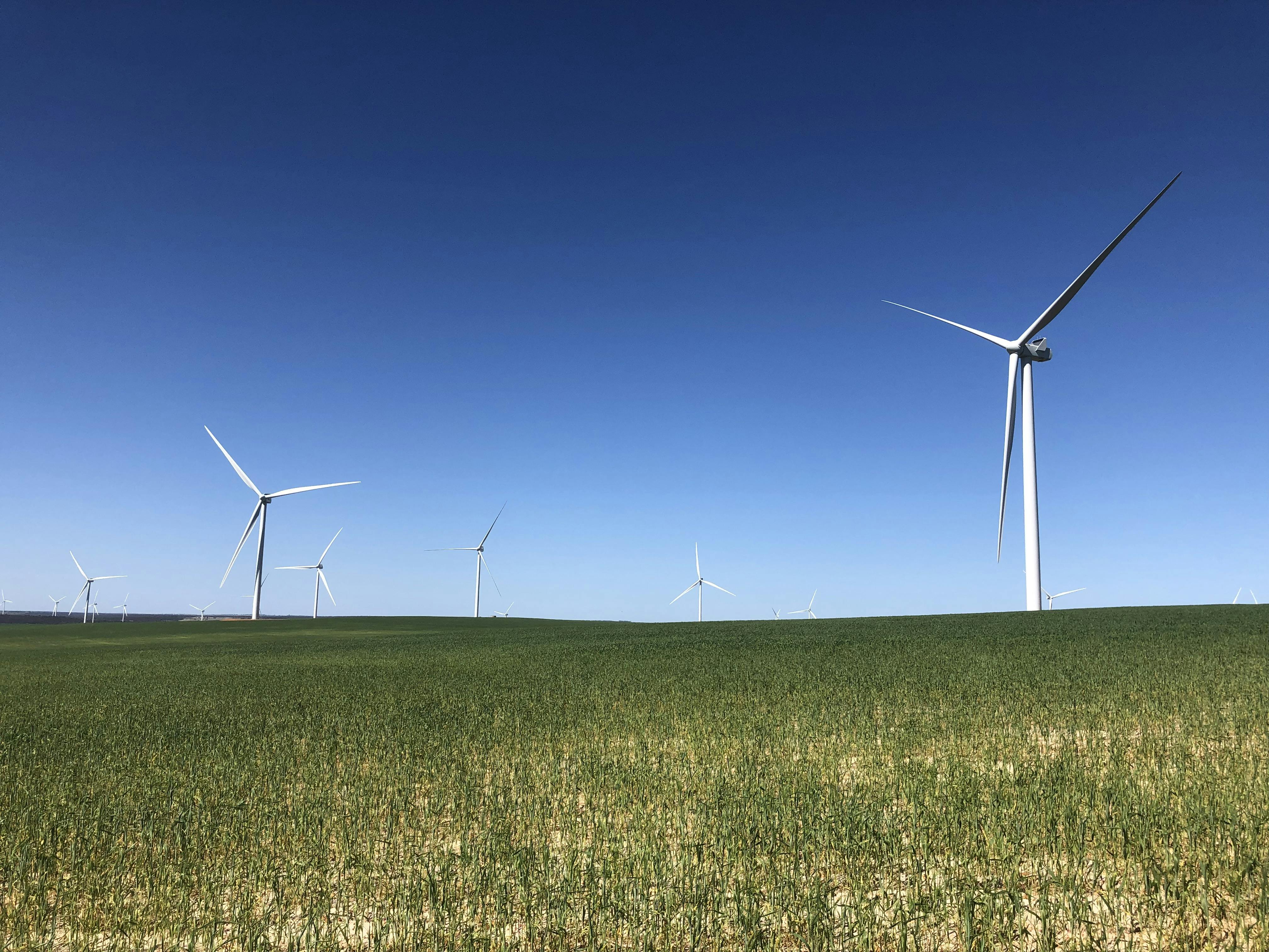 Warradarge Wind Farm crops