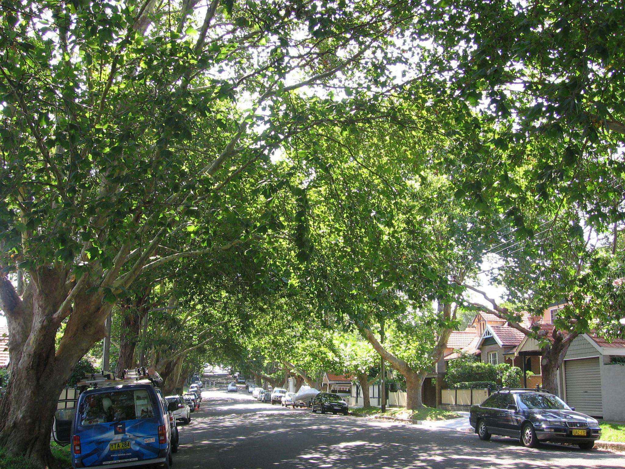 Street Tree Master Plan