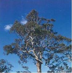 Eucalyptus leucoxylon subsp. leucoxylan