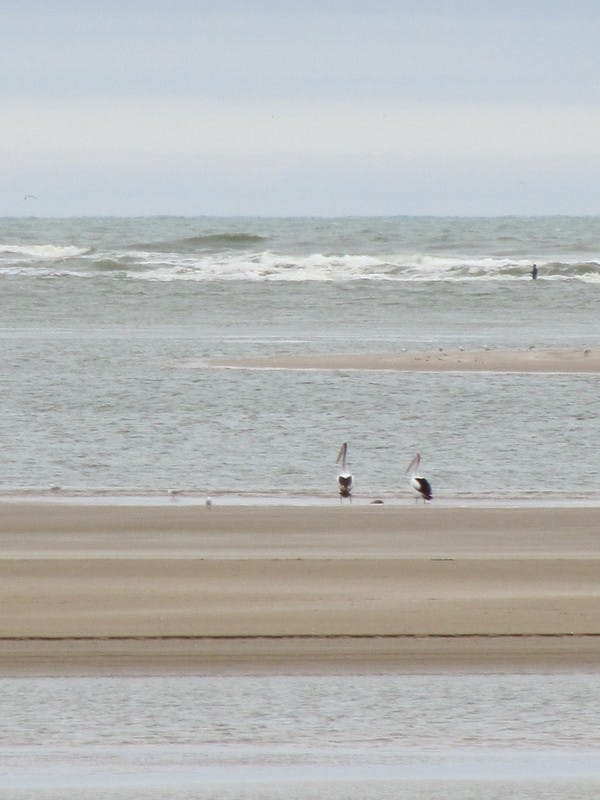 Alexandrina Council, Pelicans fishing at Murray Mouth