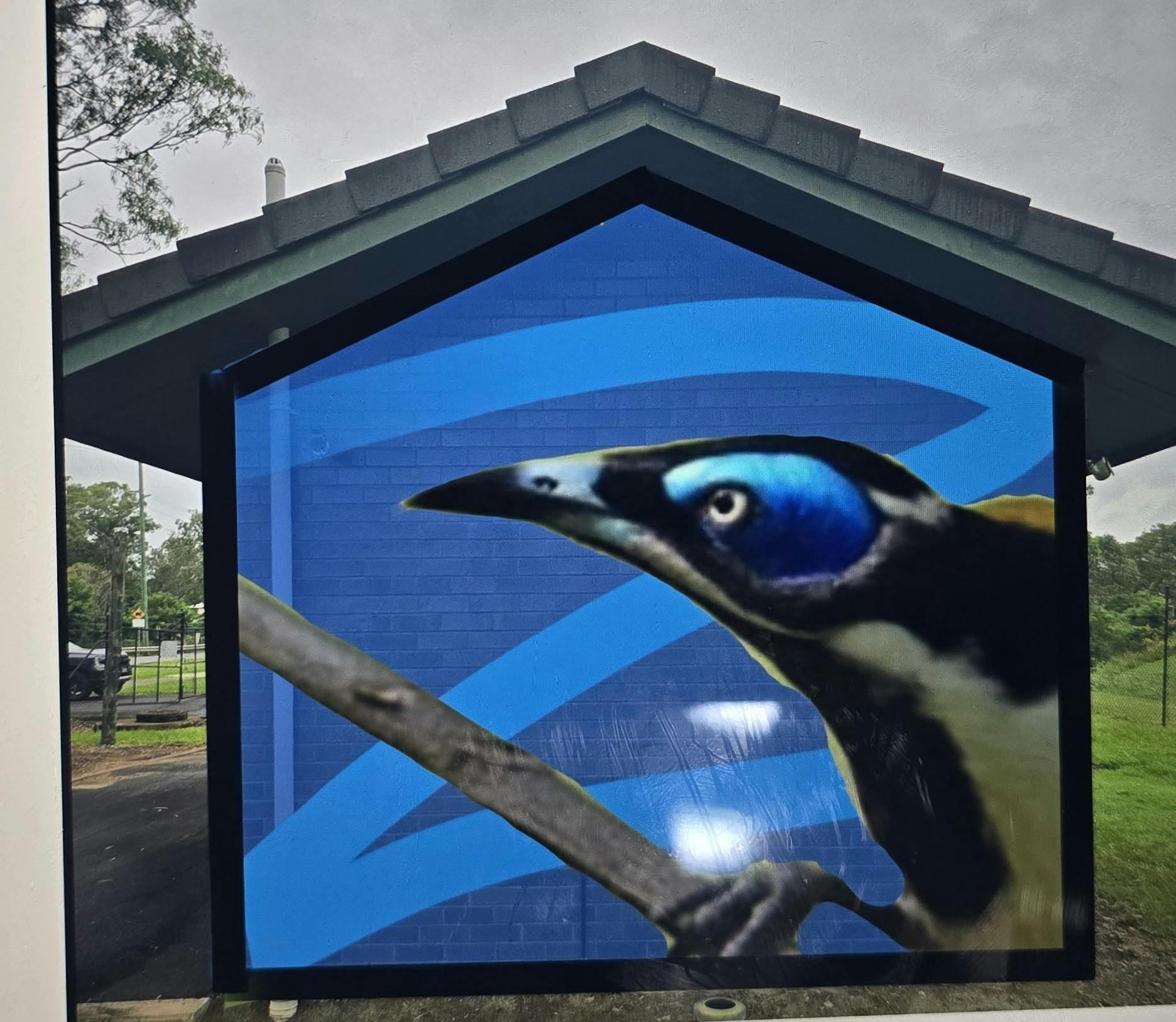 Side option 4: Blue-faced honeyeater