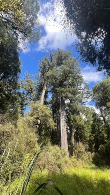 Large Tree