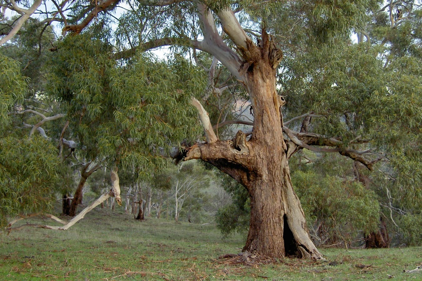 Yurrebilla Trail in the Adelaide Hills