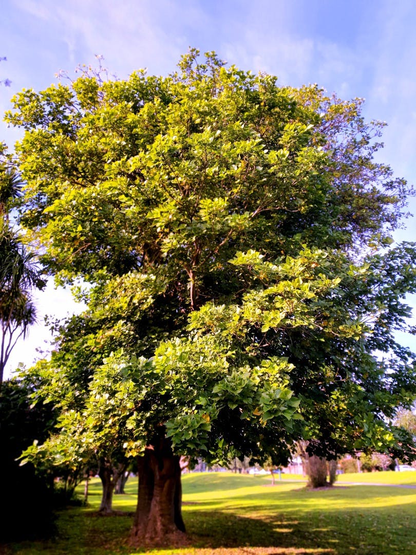 Glen Eira Tree Local Law