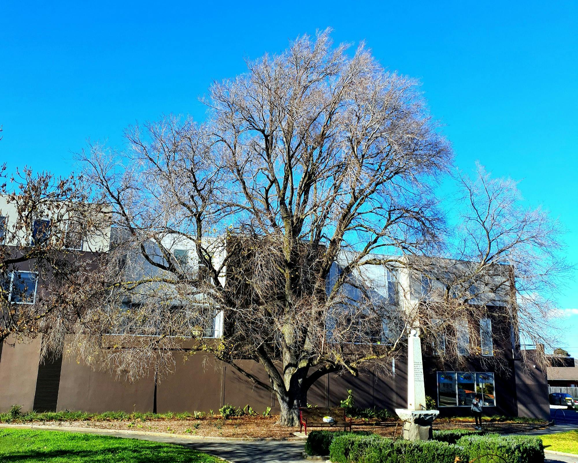 examples-of-the-type-of-tree-which-may-be-eligible-for-inclusion-in-the
