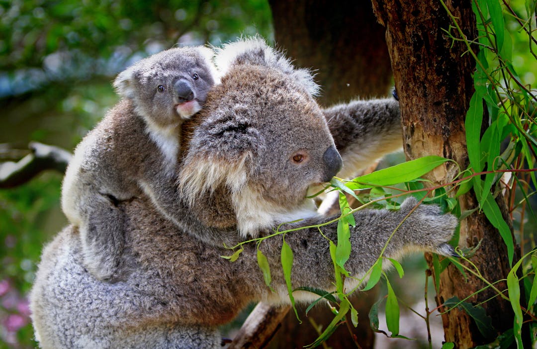 Mother Koala with baby koala on back in tree