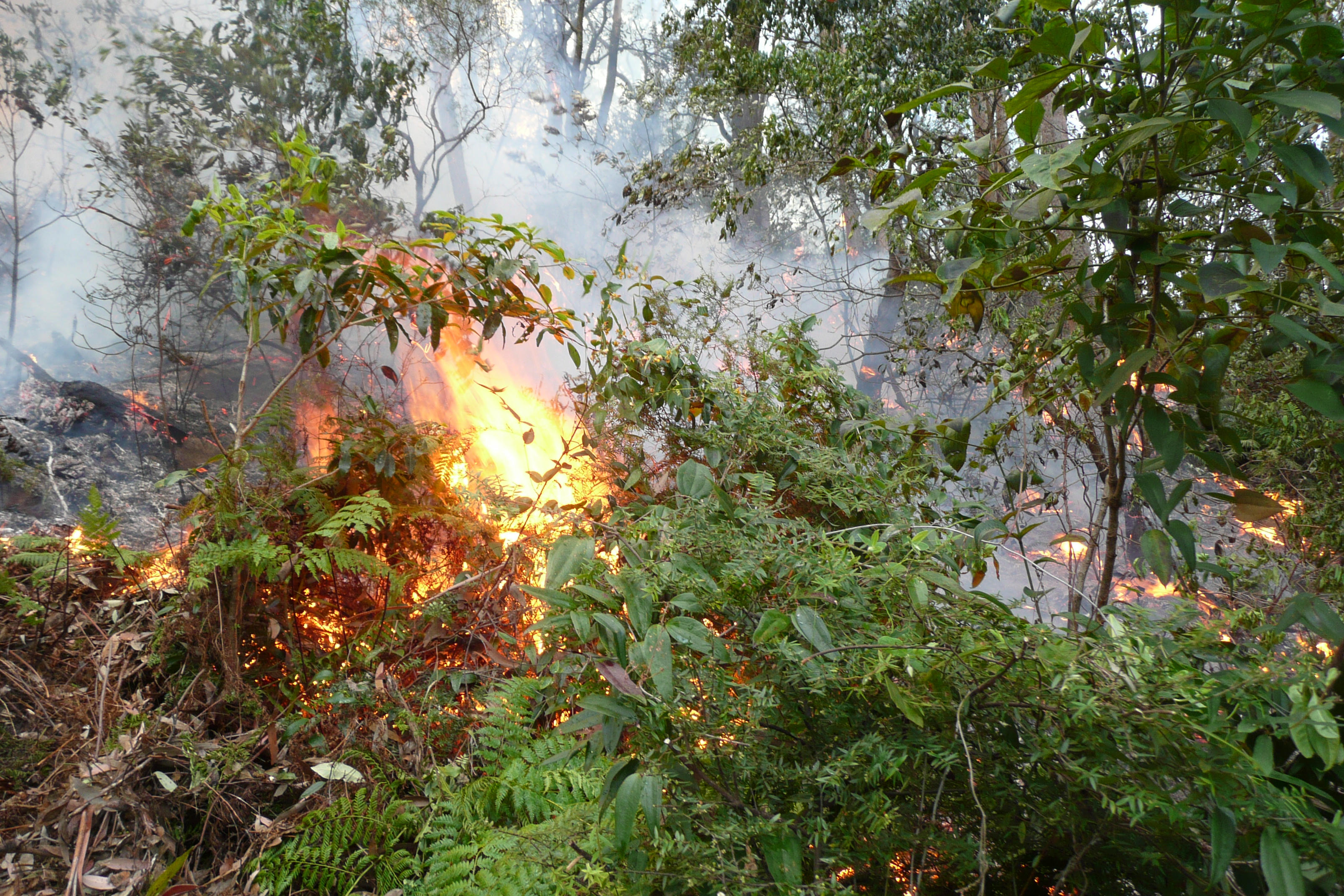 Draft Bushfire Risk Management Plan | Have Your Say Lane Cove