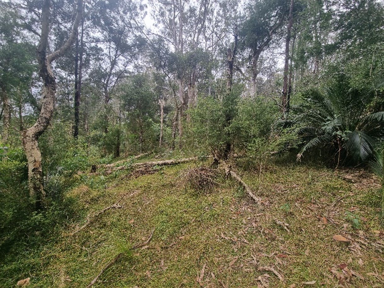 After Tobacco Bush removal
