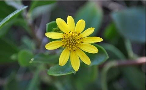 Bitou Bush (Chrysanthemoides monilifera) is a coastal invasive species and is listed under the Queensland Biosecurity Act 2014.