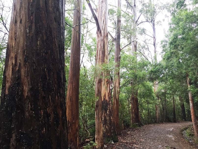 Wet Eucalyptus Globulus