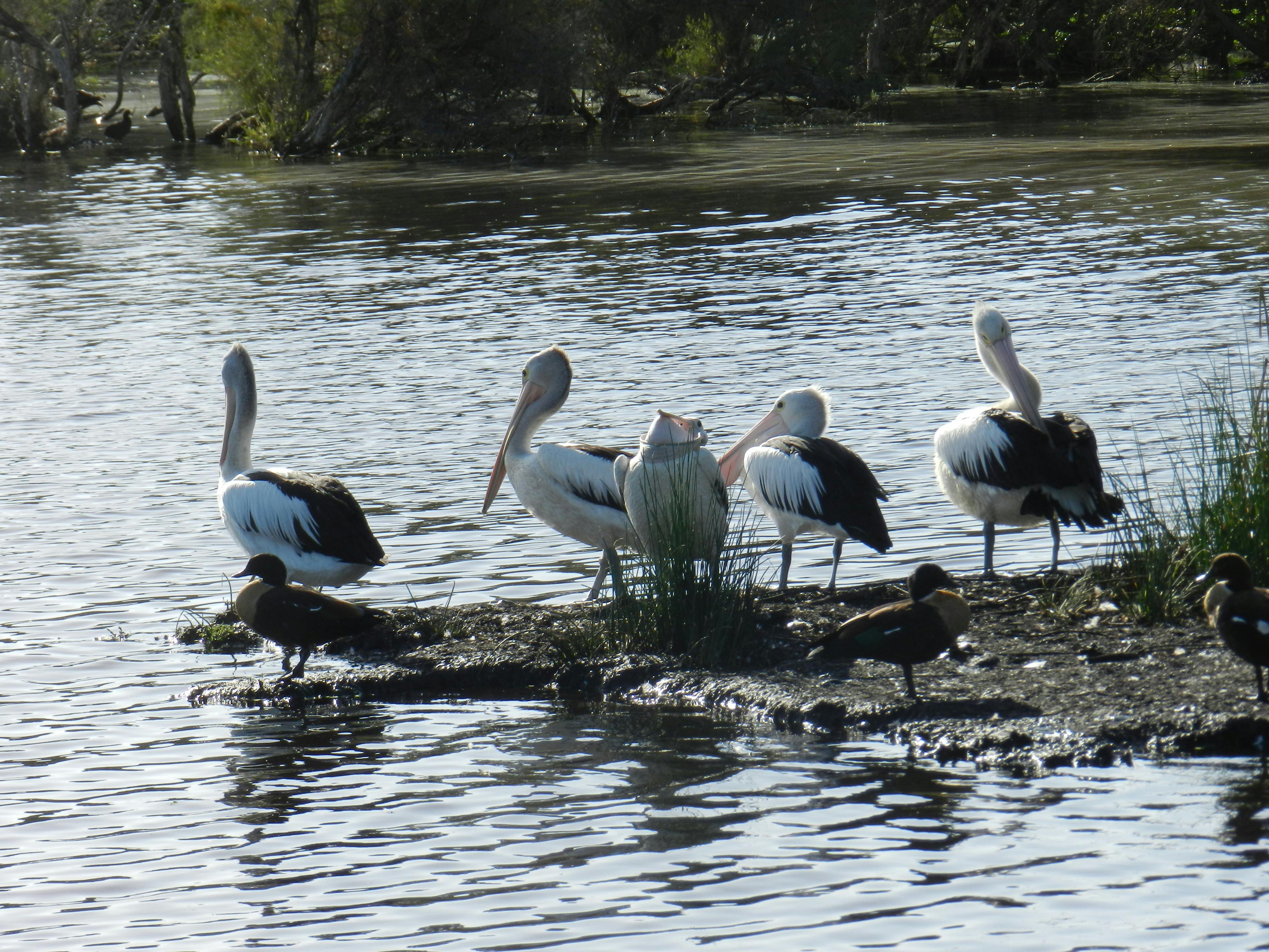 DSCN5417_pelican E Vesperman.JPG